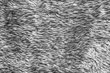Beyaz doğal yün dokusu. Kusursuz gri koyun kürkü. yumuşak peluş