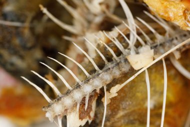 Kemikler ve balık kafası dokusu. Kızarmış balık kalıntıları. yiyecek artıkları