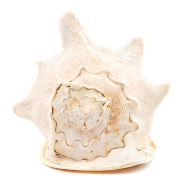 Büyük deniz kabuğu beyaz arka planda izole. dev deniz kabuğu