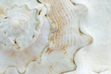 Beyaz deniz kabuğunun dokusu yakın plan, deniz kabuğu makrosu.