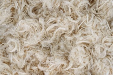 Beyaz kaz tüyü ve yastık dokusundan tüy.