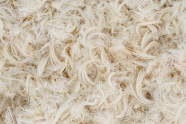 Beyaz kaz tüyü ve yastık dokusundan tüy.