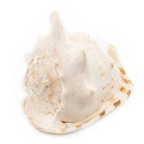 Big Seashell Isolated White Background Huge Sea Shell — Stock Photo, Image