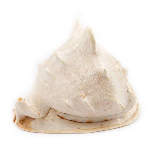 Big Seashell Isolated White Background Huge Sea Shell — Stock Photo, Image