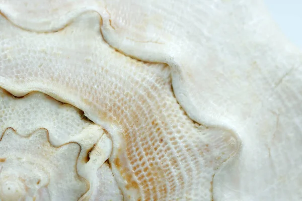 Textura Uma Concha Branca Close Shell Mar Macro — Fotografia de Stock