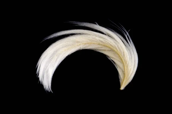 白いガチョウの羽は黒い背景を隔離した 鳥羽と枕の質感からの綿毛 — ストック写真