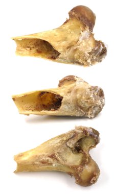 Beyaz arka planda izole edilmiş hayvan omurgası kemikleri. Arta kalan yemekleri yakın plan çek.