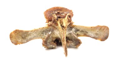 Beyaz arka planda izole edilmiş hayvan omurgası kemikleri. Arta kalan yemekleri yakın plan çek.