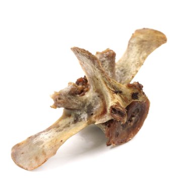 Beyaz arka planda izole edilmiş hayvan omurgası kemikleri. Arta kalan yemekleri yakın plan çek.