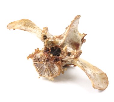 Beyaz arka planda izole edilmiş hayvan omurgası kemikleri. Arta kalan yemekleri yakın plan çek.