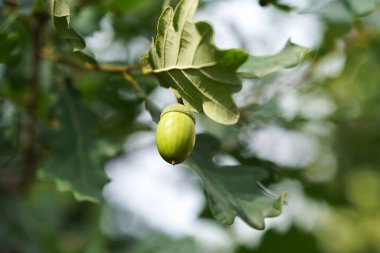 Yeşil meşe palamudu yakın planda.