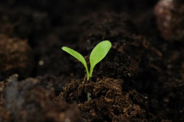 Yerdeki bir bitkinin küçük yeşil filizi. Yakın plan.