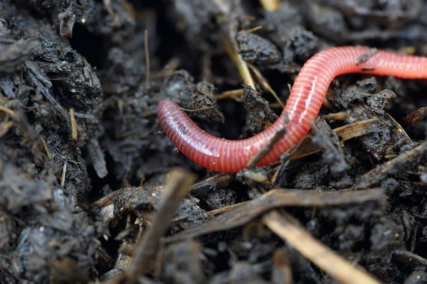 Aardworm Grond Close — Stockfoto