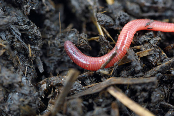 Earthworm in the ground close-up