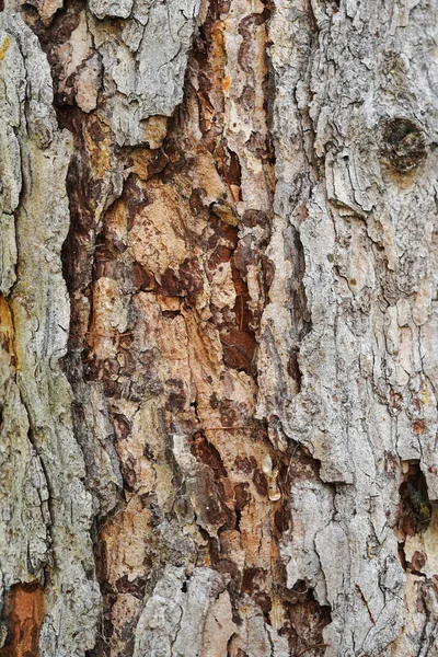 Rough Tree Bark Texture Background — Stock Photo, Image