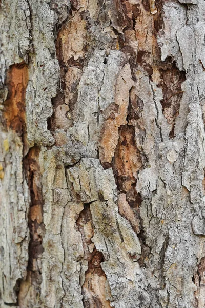 Rough Tree Bark Texture Background — Stock Photo, Image