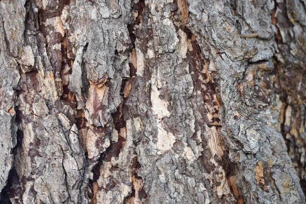 Rough Tree Bark Texture Background — Stock Photo, Image