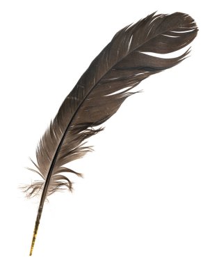 Beyaz arka planda izole edilmiş doğal kuş tüyleri. güvercin, kaz ve tavuk tüyü