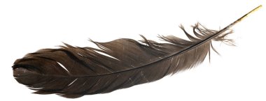 Beyaz arka planda izole edilmiş doğal kuş tüyleri. güvercin, kaz ve tavuk tüyü