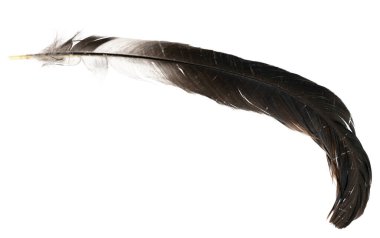 Beyaz arka planda izole edilmiş doğal kuş tüyleri. güvercin, kaz ve tavuk tüyü