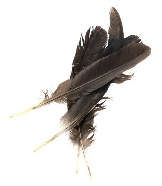 Beyaz arka planda izole edilmiş doğal kuş tüyleri. Güvercin, tavuk ve kaz tüyleri yakın plan. Kuş tüylerini istifle