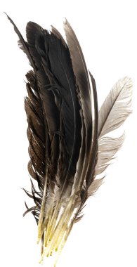 Beyaz arka planda izole edilmiş doğal kuş tüyleri. Güvercin, tavuk ve kaz tüyleri yakın plan. Kuş tüylerini istifle