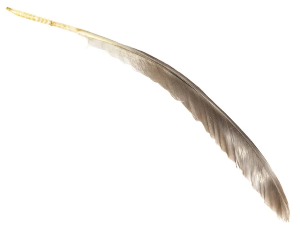 Přírodní Ptačí Peří Izolované Bílém Pozadí Holubí Husí Kuřecí Peří — Stock fotografie