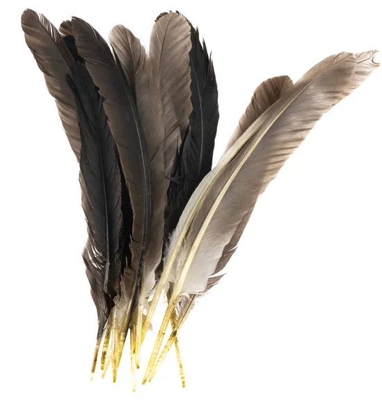 Přírodní Ptačí Peří Izolované Bílém Pozadí Holub Kuře Husí Peří — Stock fotografie