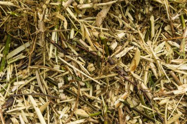 Bir sürü yonga ve ağaç arkaplan dokusu, ahşap talaşı kabuğu.