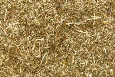 Bir sürü yonga ve ağaç arkaplan dokusu, ahşap talaşı kabuğu.