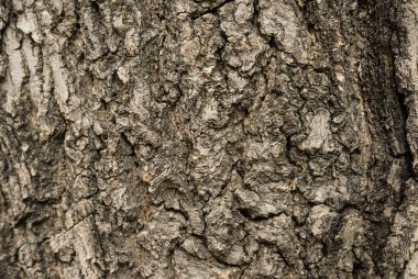 kabuk ağacı arkaplan dokusu