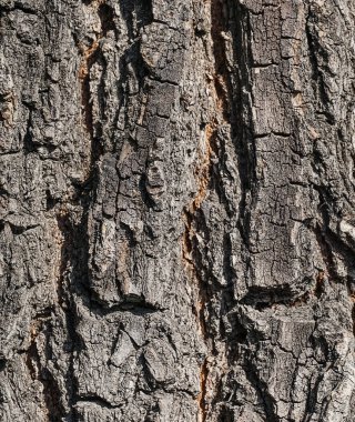 kabuk ağacı arkaplan dokusu