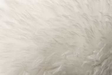 Beyaz kabarık yün dokusu, doğal yün arka plan, tasarımcılar için kürk dokusu, açık uzun kürk animası.
