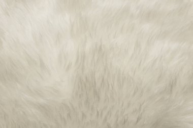 Beyaz kabarık yün dokusu, doğal yün arka plan, tasarımcılar için kürk dokusu, açık uzun kürk animası.