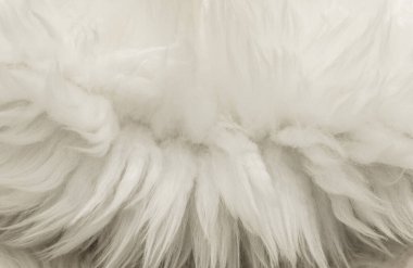 Beyaz kabarık yün dokusu, doğal yün arka plan, tasarımcılar için kürk dokusu, açık uzun kürk animası.