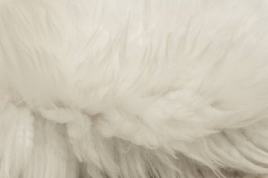 Beyaz kabarık yün dokusu, doğal yün arka plan, tasarımcılar için kürk dokusu, açık uzun kürk animası.