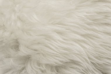 Beyaz kabarık yün dokusu, doğal yün arka plan, tasarımcılar için kürk dokusu, açık uzun kürk animası.