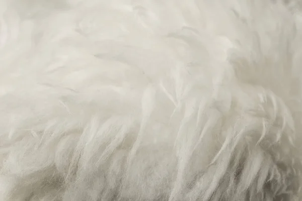 White Fluffy Wool Texture Natural Wool Background Fur Texture Close — Stock Photo, Image