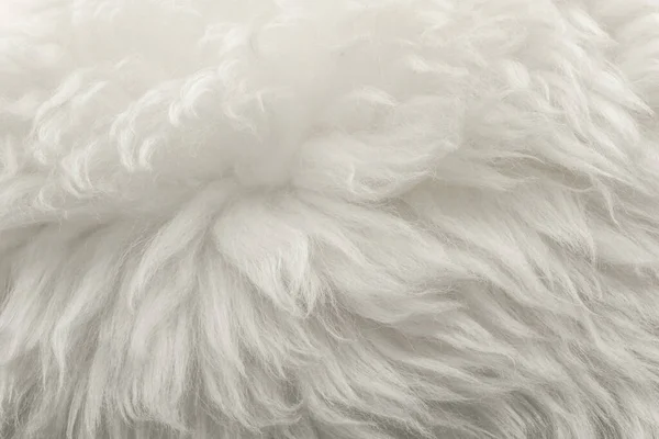 白いふわふわのウールの質感 自然なウールの背景 デザイナーのための毛皮の質感のクローズアップ 軽い長い毛皮のアニマ — ストック写真