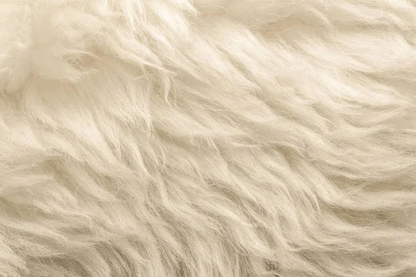 Λευκή Αφράτη Υφή Μαλλιού Φυσικό Φόντο Μαλλιού Υφή Γούνας Close — Φωτογραφία Αρχείου