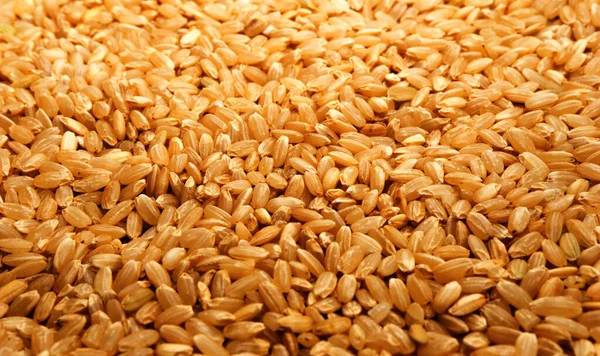 stock image Brown rice background texture, yellow wild long grain natural rice, jasmine rice closeup