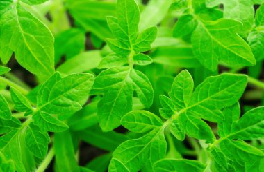 Genç yeşil filizlenen yeni domatesler toprağa, bitki yaprakları kara toprak arka planına, filizler, yakın plan