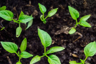 Genç filiz yeni yeşil biber bitkisi toprakta, bitki yaprakları kara toprak arka planda, fidanlar, yakın plan