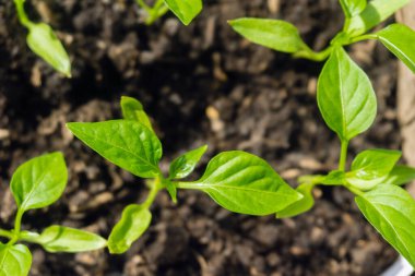 Genç filiz yeni yeşil biber bitkisi toprakta, bitki yaprakları kara toprak arka planda, fidanlar, yakın plan