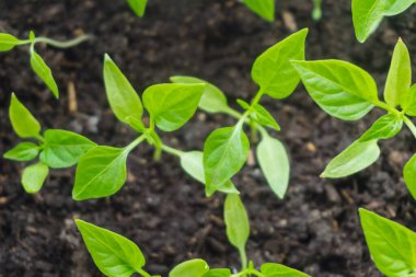 Genç filiz yeni yeşil biber bitkisi toprakta, bitki yaprakları kara toprak arka planda, fidanlar, yakın plan