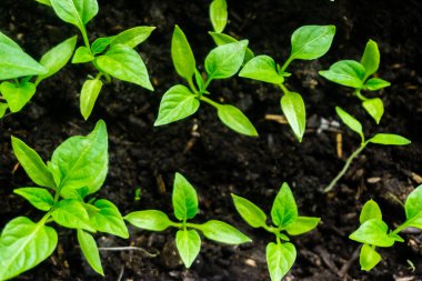 Genç filiz yeni yeşil biber bitkisi toprakta, bitki yaprakları kara toprak arka planda, fidanlar, yakın plan