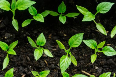 Genç filiz yeni yeşil biber bitkisi toprakta, bitki yaprakları kara toprak arka planda, fidanlar, yakın plan