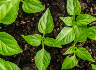 Genç filiz yeni yeşil biber bitkisi toprakta, bitki yaprakları kara toprak arka planda, fidanlar, yakın plan