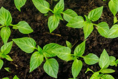 Genç filiz yeni yeşil biber bitkisi toprakta, bitki yaprakları kara toprak arka planda, fidanlar, yakın plan