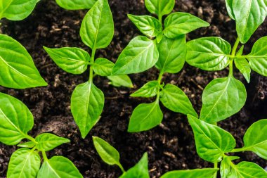 Genç filiz yeni yeşil biber bitkisi toprakta, bitki yaprakları kara toprak arka planda, fidanlar, yakın plan